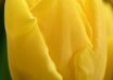 Tulipa Vedi Napoli ® (4)